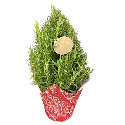 Rosemary Tree, 6 Inch Pot