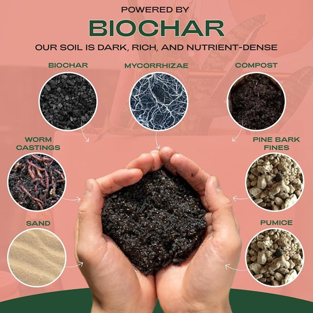 charcoal in cactus soil Rosy Soil Cactus & Succulent Mix, 4 qt