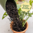 Rosy Soil Indoor Aroid Soil Potting Mix 4 qt
