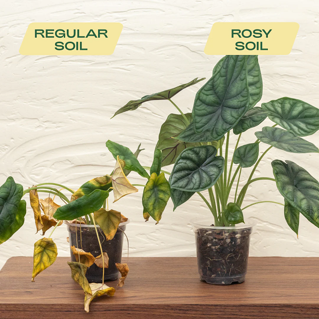 Rosy Soil Indoor Aroid Soil Potting Mix 4 qt