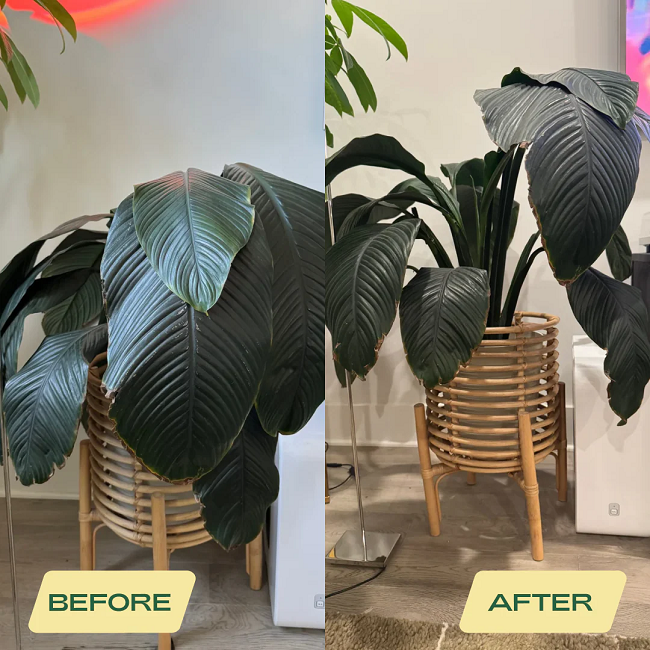 Rosy Soil Indoor Aroid Soil Potting Mix 4 qt