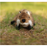 Ruff & Whiskerz Wildlife Classicz Dog Toys, Assorted