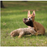 Ruff & Whiskerz Stufferz Dog Toy