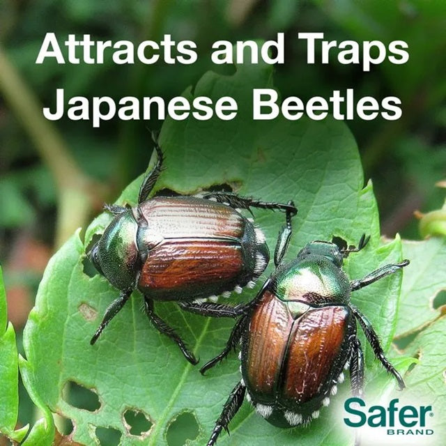 safer insecticidal soap japanese beetles Safer Japanese Beetle Trap