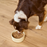 Open Farm Goodbowl™ Harvest Chicken & Salmon Pâté for Dogs 12.5-oz Can