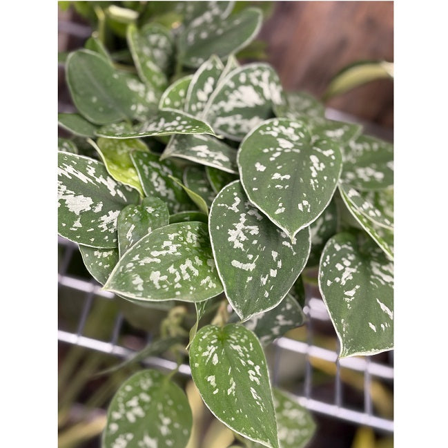 Tropical Houseplants - Assorted 5-8 inch
