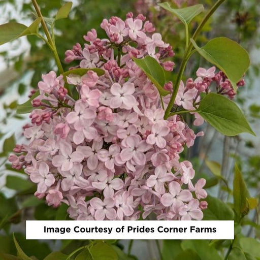 Maidens Blush Lilac, 3-Gallon