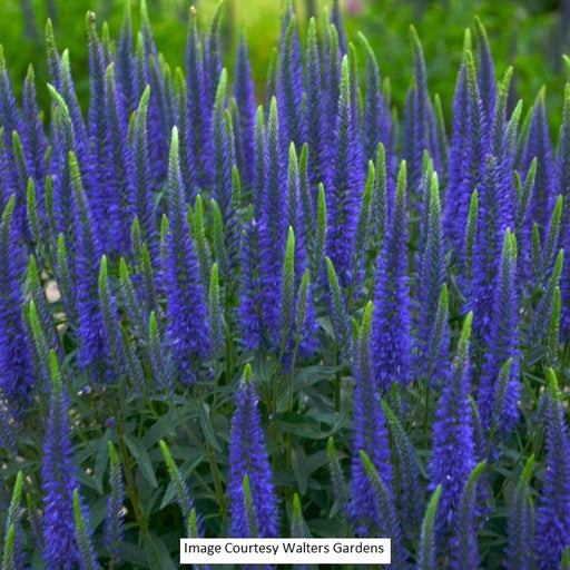 Veronica hybrid Magical Show® 'Wizard of Ahhs', 1-Gallon