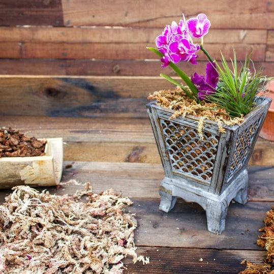 SuperMoss® Spagnum Moss 0.33lb