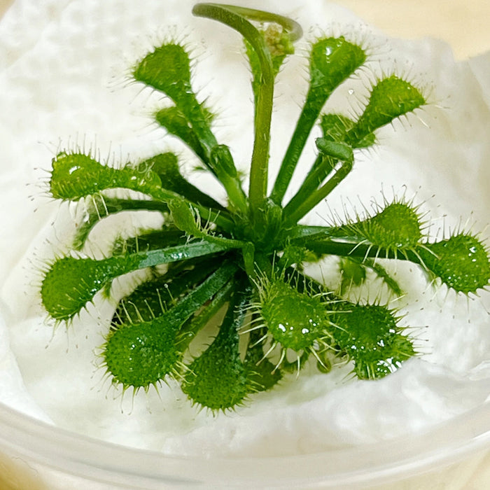Spoon-Leaved Sundew Live Carnivorous Plant - Tiny