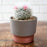 Sprite Succulent Pot 5" Round - The HC Companies