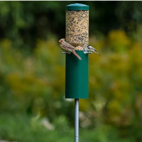 Backyard Nature Squirrel Proof Classic Bird Feeder with Pole and Squirrel Baffle
