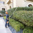 STIHL HLA 86 Battery Powered Extended-Reach Hedge Trimmer