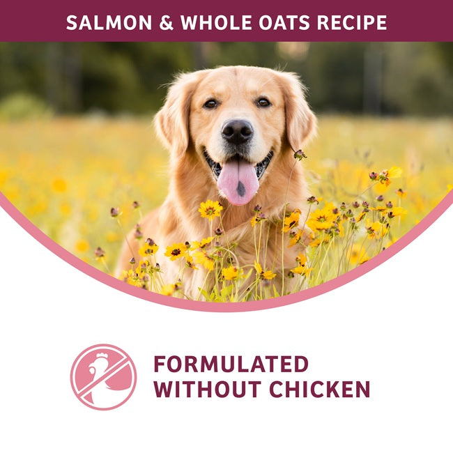 Nutritionals Sensitive Skin and Stomach Complete Dog Food Pâté 13 oz Can