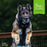 Nutritionals Mobility Dog Food Supplement Pâté 13 oz Can