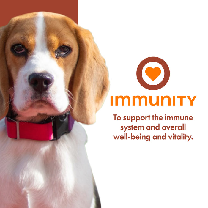 Nutritionals Immunity Dog Food Supplement Pâté 13 oz Can