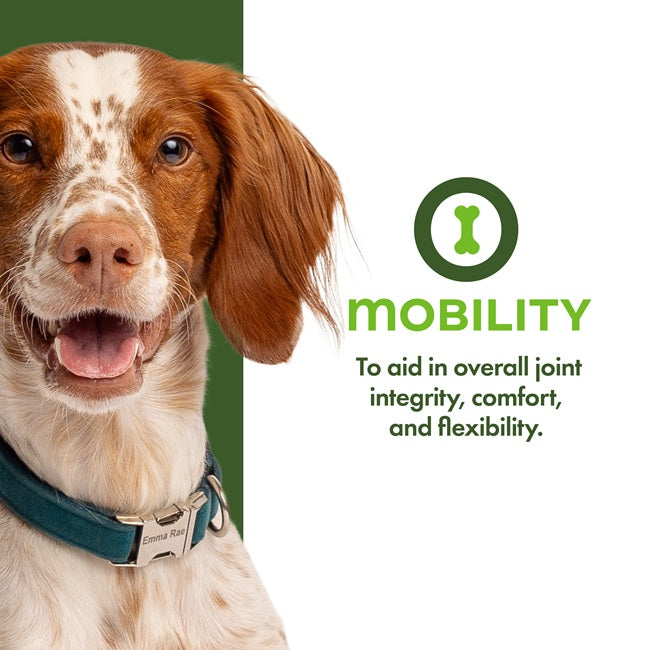 Nutritionals Mobility Dog Food Supplement Pâté 13 oz Can