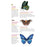 Tattoos That Teach: Fluttery, Friendly Tattoo Butterflies and Other Insects