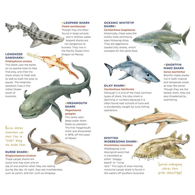 Tattoos That Teach: Super, Strong Tattoo Sharks
