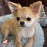 Fromm Four-Star Salmon Tunalini® Recipe Dry Dog Food