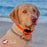 Fromm Four-Star Salmon Tunalini® Recipe Dry Dog Food