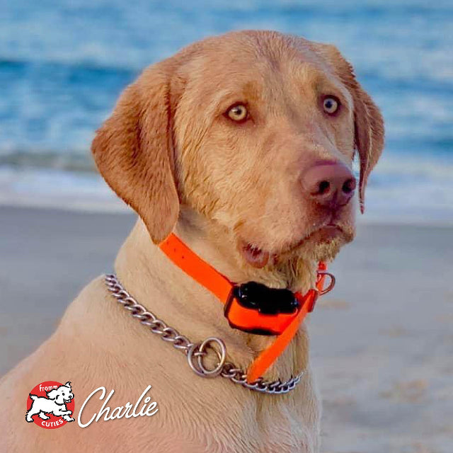 Fromm Four-Star Salmon Tunalini® Recipe Dry Dog Food