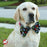 Fromm Four-Star Lamb & Lentil Recipe Dry Dog Food