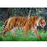 Tiger- Schleich Figurine