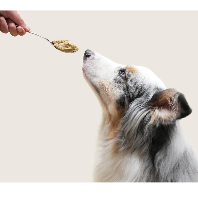 Open Farm Wild-Caught Fish Freshly Crafted Dog Food 16oz