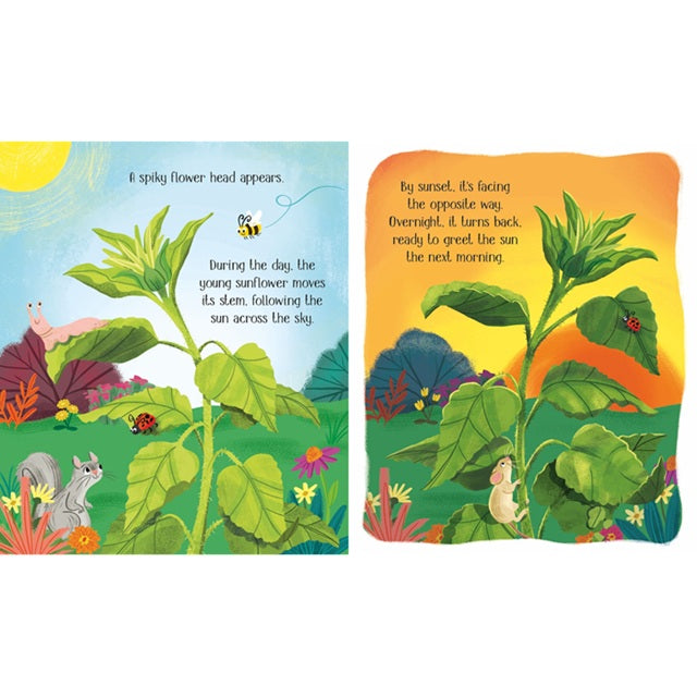 One Little Seed Life Cycles Board Book | Usborne