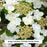 Mariesii Doublefile Viburnum, 3-Gallon