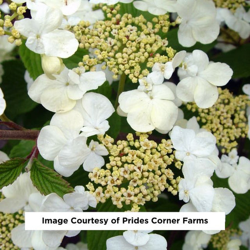 Mariesii Doublefile Viburnum, 3-Gallon
