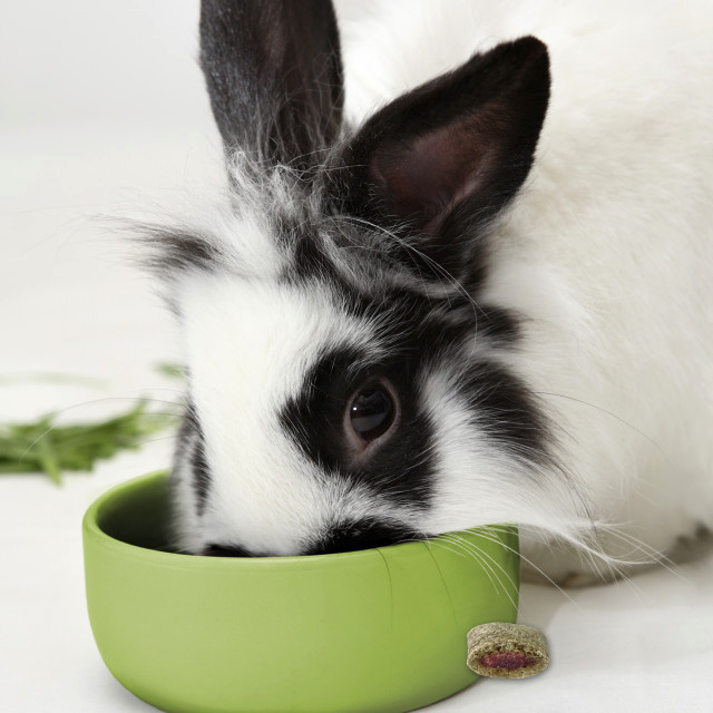 Vitakraft Bursts Wild Berry Small Animal Treats 1.76oz