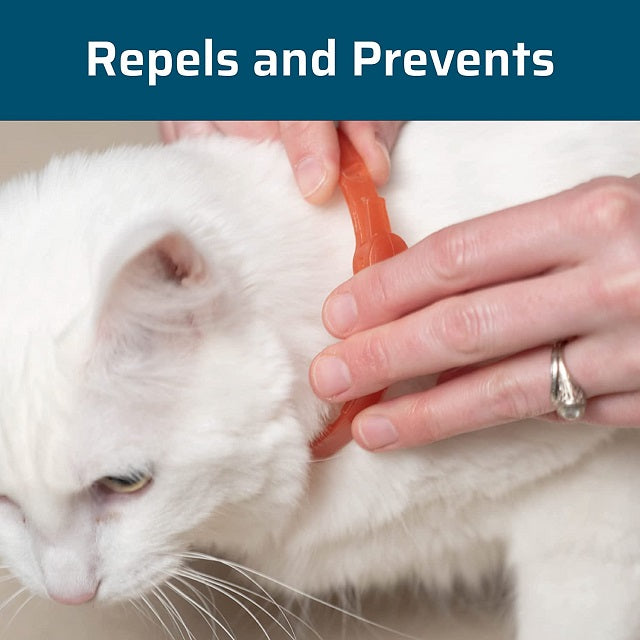 Flea Shield For Cats Using Essential Oils photo