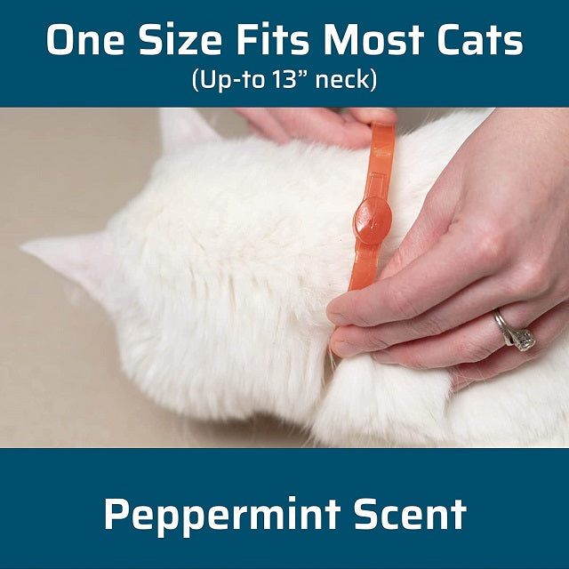 Flea Shield For Cats Using Essential Oils photo