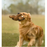 Ruff & Whiskerz Woodlandz Dog Toys, Assorted