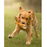 Ruff & Whiskerz Woodlandz Dog Toys, Assorted