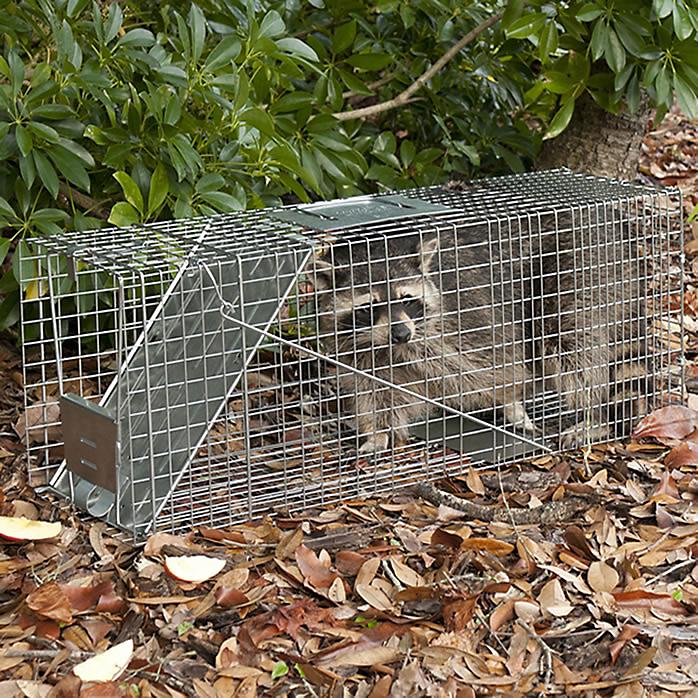 Animal Trap Cage 