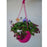 Flowering Hanging Basket, Cold Tolerant 11-Inch