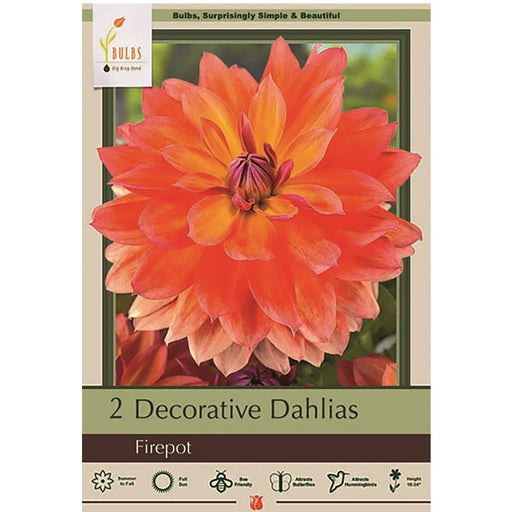 Dinner Plate Dahlia 'Firepot'- Pack of 2 Tubers