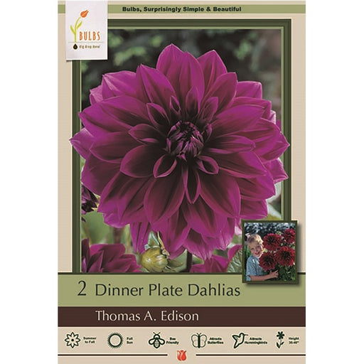 Dinner Plate Dahlia 'Thomas A. Edison'- Pack of 2 Tubers