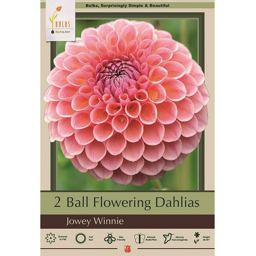 Dahlia Ball Flowering 'Jowey Winnie'- Pack of 2 Tubers
