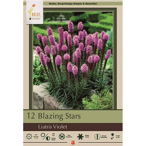 Blazing Star, Liatris 'Violet Floristan' - Pack of 12 Corms