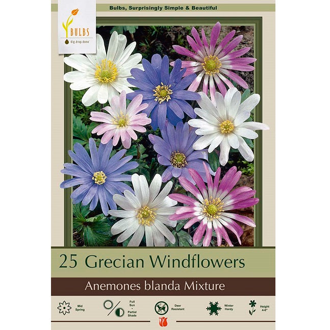 Grecian Windflowers - Pack of 20 Bulbs