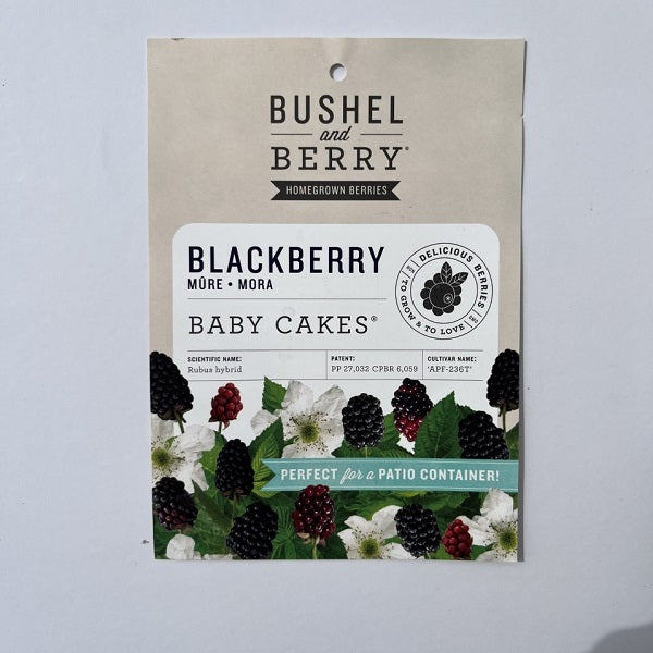 Baby Cakes™ Dwarf Thornless Blackberry Bush, 2-Gallon
