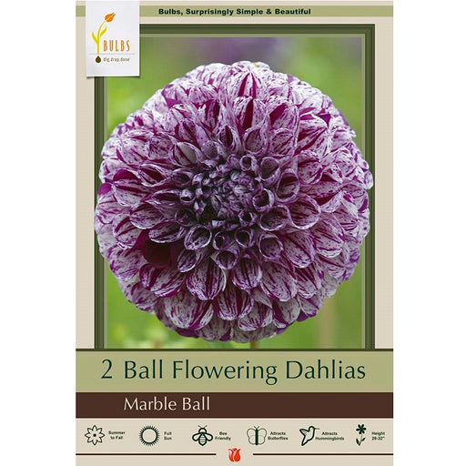 Dahlia Ball Flowering 'Marble Ball' - Pack of 2 Tubers