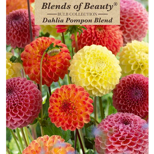 Dahlia Pompon 'Mixture'- Pack of 3 Tubers