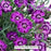 Dianthus Everlast Violet Blue, 1-Gallon