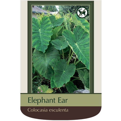 Elephant Ear, Single Medium Bulb