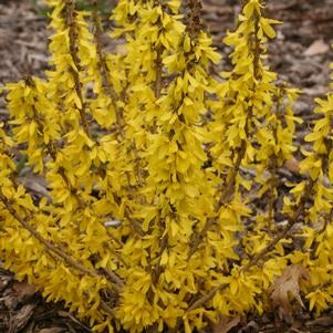 Show Off Sugar Baby® Forsythia, 2-Gallon